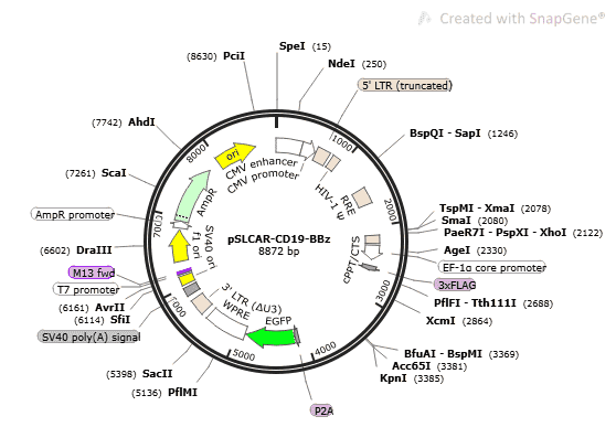 pSLCAR-CD19-BBz